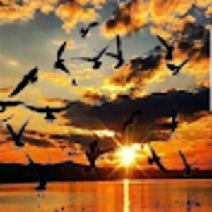 Meet your Posher, Ibrahim